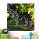 Vine and black grape Wall Mural