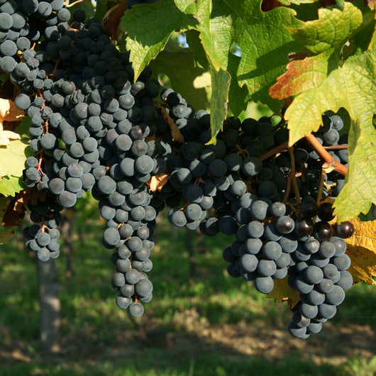 Vine and black grape Wall Mural