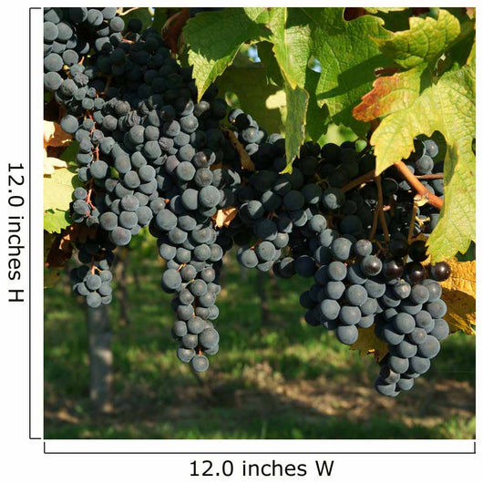 Vine and black grape Wall Mural
