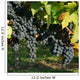 Vine and black grape Wall Mural