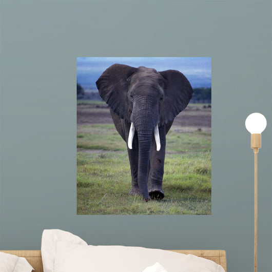 Elefant1126671