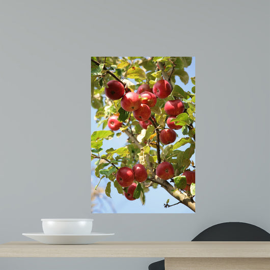 Apple Tree