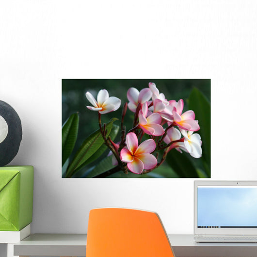 plumeria / frangipani flowers Wall Mural