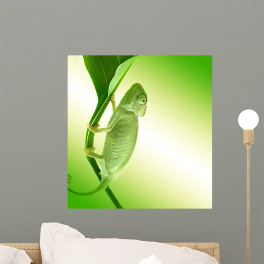 Chameleon Flower