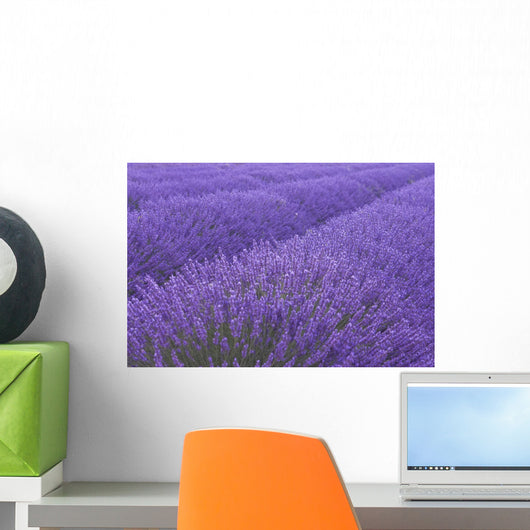 Lavander field in Provence Wall Mural