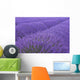 Lavander field in Provence Wall Mural