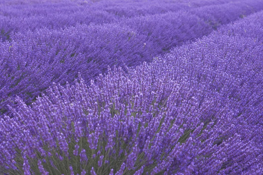 Lavander field in Provence Wall Mural