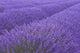 Lavander field in Provence Wall Mural