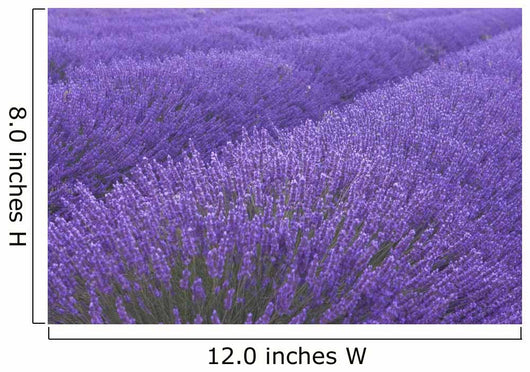 Lavander field in Provence Wall Mural