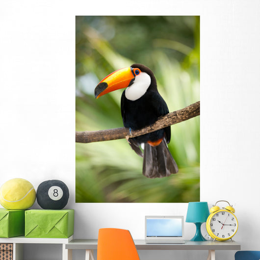 Toco Toucan in deep forest vegetation Wall Mural
