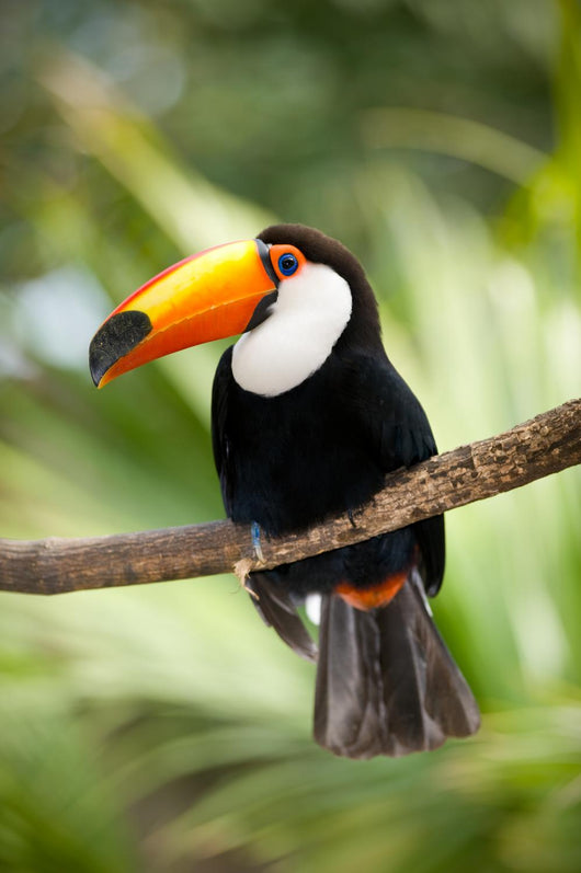 Toco Toucan in deep forest vegetation Wall Mural