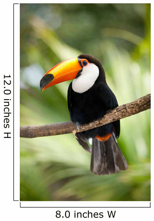 Toco Toucan in deep forest vegetation Wall Mural
