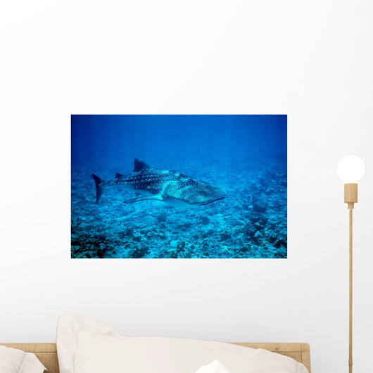 whale shark approaching Wall Mural