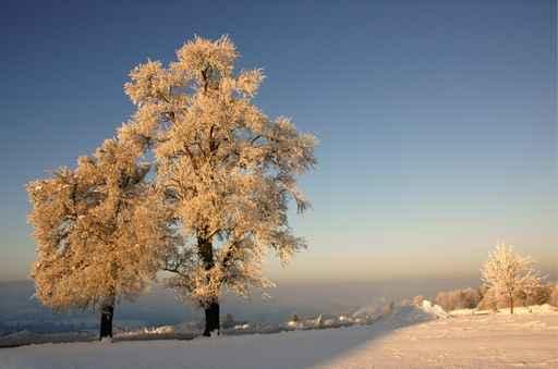 Frost Baum Wall Mural