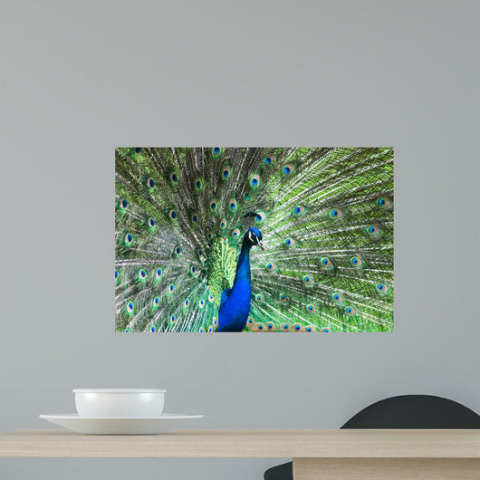Peafowl Showing His Wheel Wall Mural