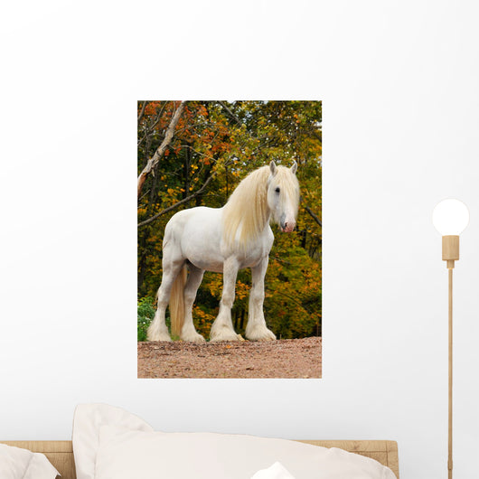 White Shire Draft Horse