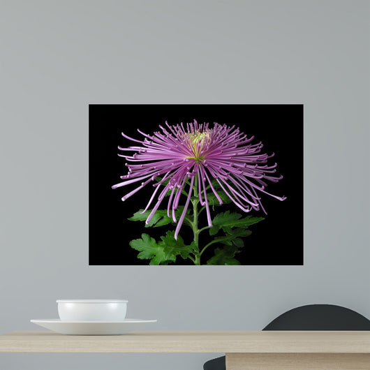 Chrysanthemum Morifolium Wall Mural