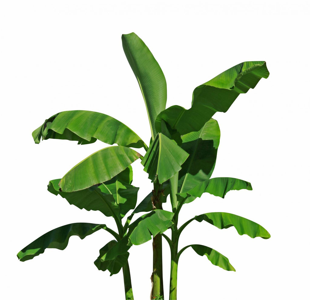 Banana Tree Wall Decal Wallmonkeys