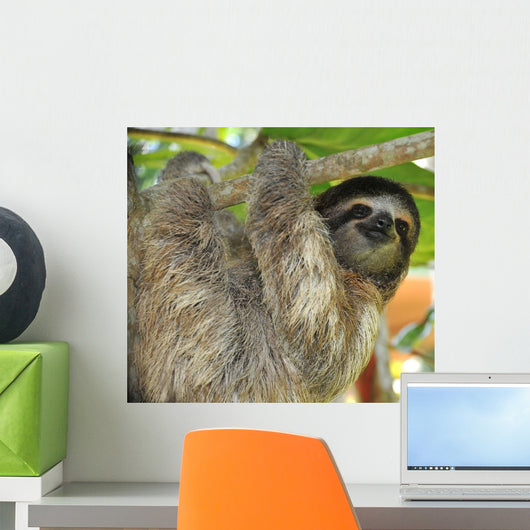 Three Toed Sloth Male