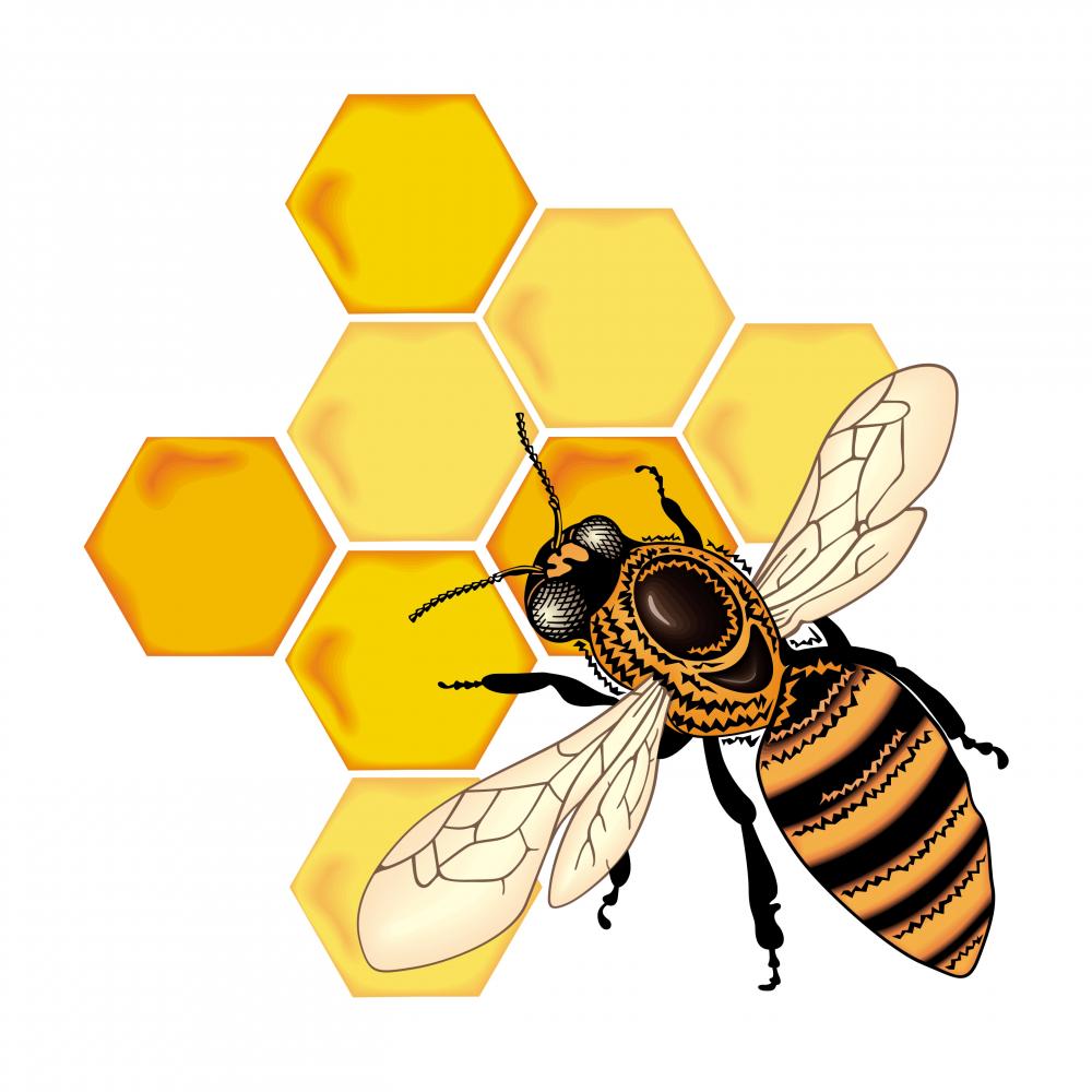 Yellow Bee and Honeycomb Wall Decal – Wallmonkeys