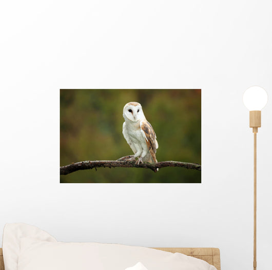 Barn Owl Wall Mural
