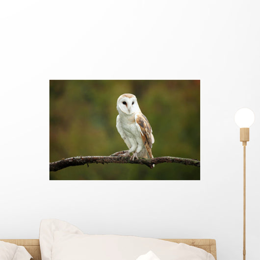 Barn Owl Wall Mural