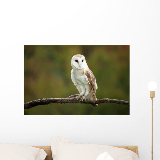 Barn Owl Wall Mural