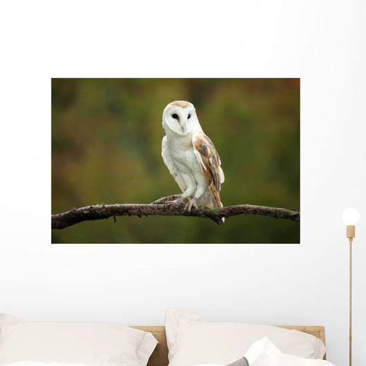 Barn Owl Wall Mural