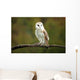 Barn Owl Wall Mural