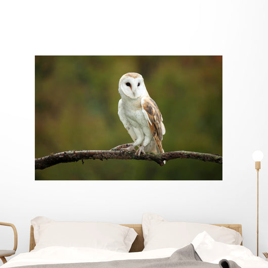 Barn Owl Wall Mural