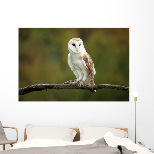 Barn Owl Wall Mural
