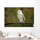 Barn Owl Wall Mural