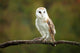 Barn Owl Wall Mural