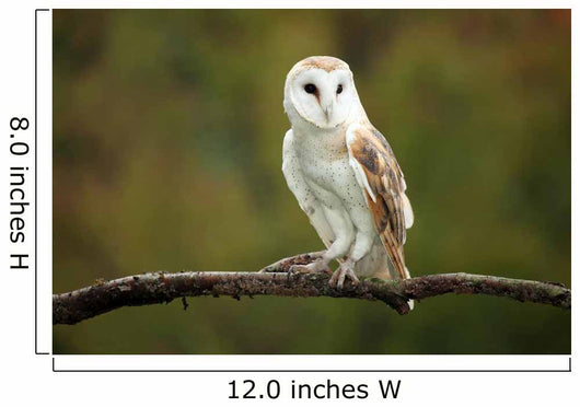 Barn Owl Wall Mural