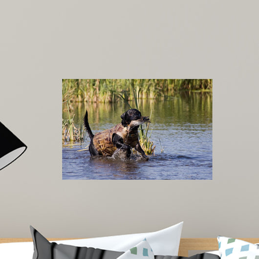 Duck Hunting Lab