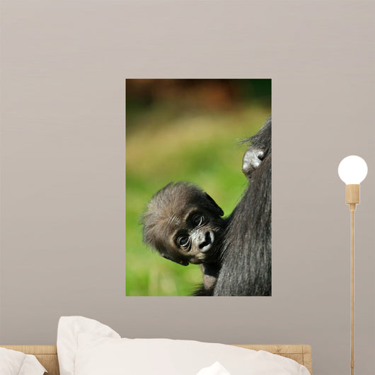 Cute Baby Gorilla