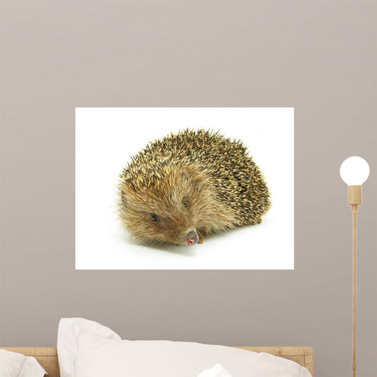 Hedgehog