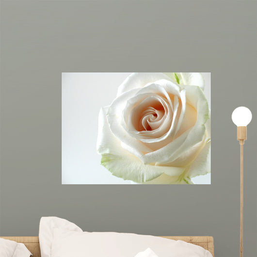 White Rose White