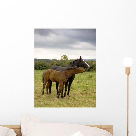 Two Horses Love Wall Mural