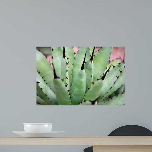 Aloe Wall Mural