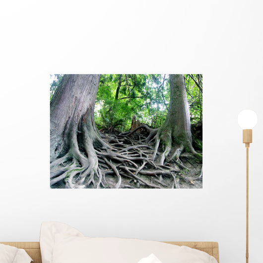 tree roots Wall Mural
