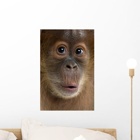 Baby Sumatran Orangutan 4