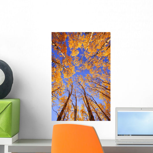 Tree Tops Wall Mural