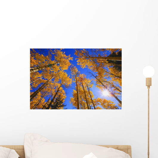Upward View Of Trees In Autumn Wall Mural