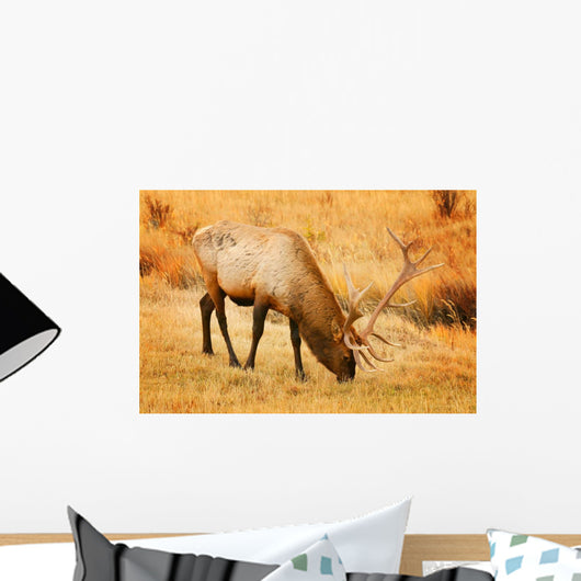 A Grazing Elk Wall Mural