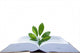 The open book Wall Decal