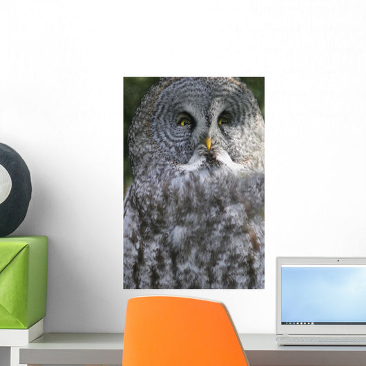 An Owl Wall Mural