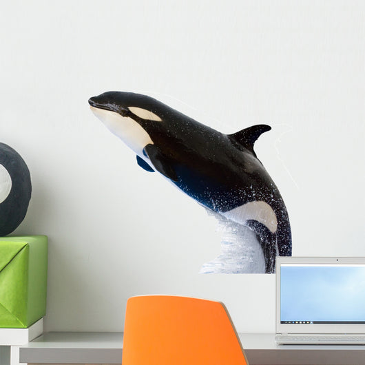 A Killer Whale Wall Decal