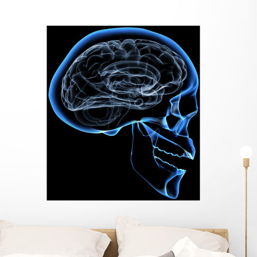 human brain Wall Mural