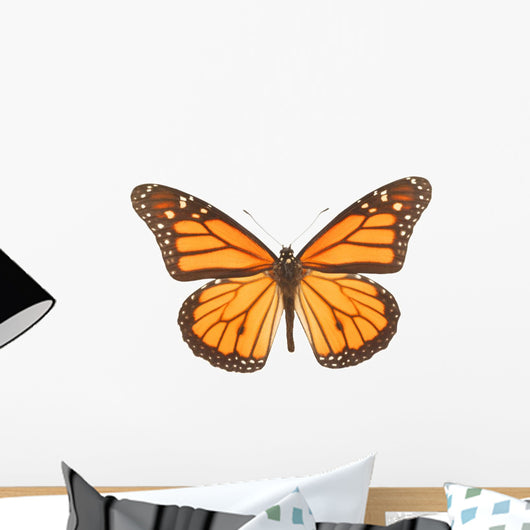 Closeup Of A Butterfly Wall Mural